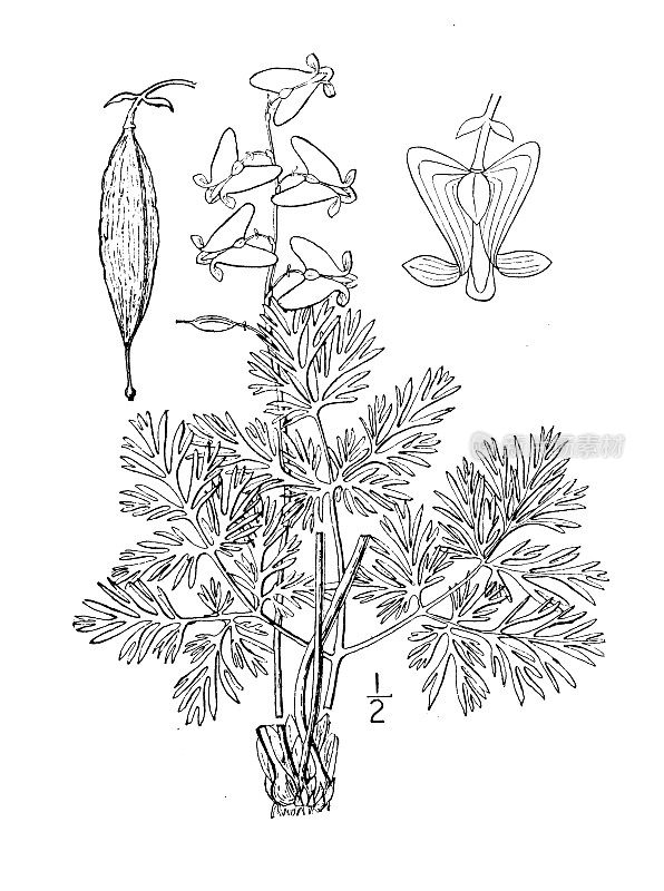 古植物学植物插图:Bicuculla Cucullaria，荷兰人的马裤